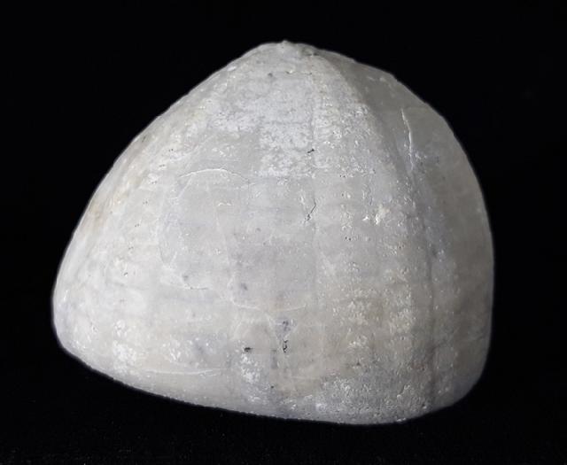 Echinocorys scutata (LESKE 1778) - Bild © FossNet FossilienStore